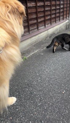 犬から逃げるようにその場を立ち去る猫