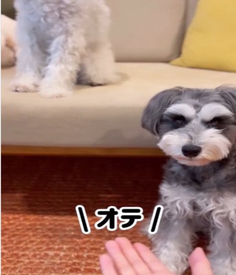 見ているグレーの犬1