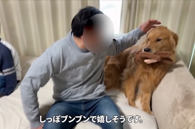 ソファ上に乗る大型犬