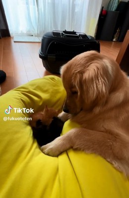 子猫たちを見る福ちゃん