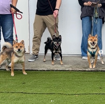 里帰りした兄妹犬