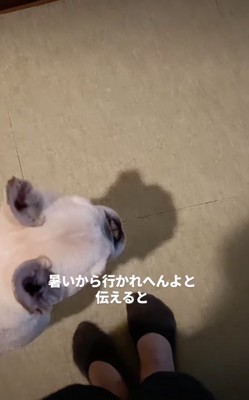 足元にいる犬