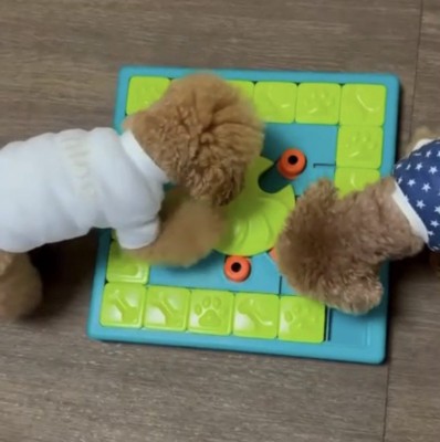 おもちゃで遊ぶ二匹