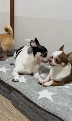 うめちゃんの遊びの誘い方3