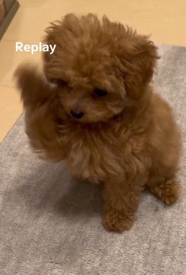 振りかぶるあられちゃん