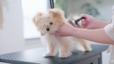 とってもお利口なうにちゃん