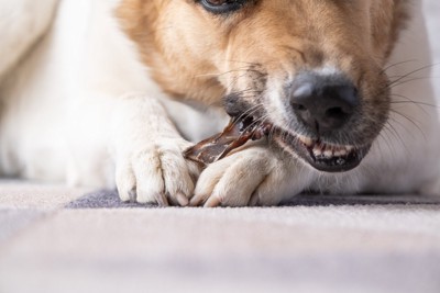 おやつを食べている犬の口元