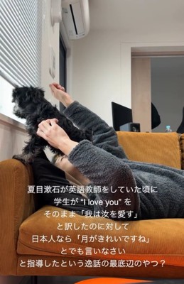 窓の外を覗く犬2