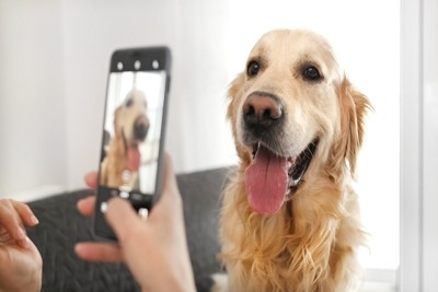 スマホを近づけられる犬