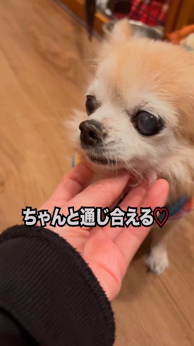 飼い主が差し出した手に近寄る犬
