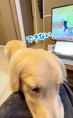 拒否する大型犬