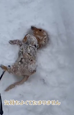 積雪の上でゴロスリするミニチュアダックスフンド