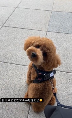 アルくんとの出会い⑩