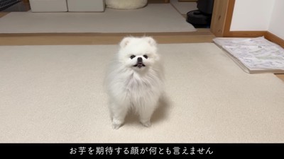 「え！お芋くれるの！」