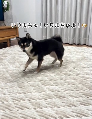 ハイテンションで足踏み開始♪