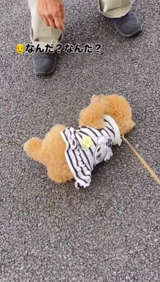 地面に寝転がる犬