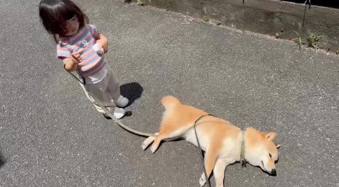 道路の真ん中で横になる犬