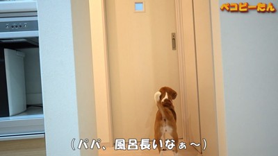 パパさんの長風呂を妨害するペコちゃん