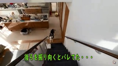 階段下から見つめるはっちゃん