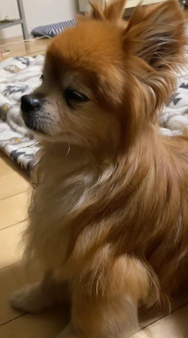 たくさん愛された犬生だったね