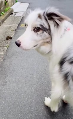 振り返って正面を見る犬