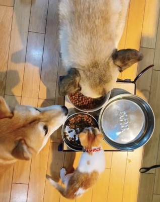 並んでごはんを食べる犬と子猫