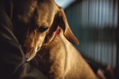 飼い主にくっついて怯える犬