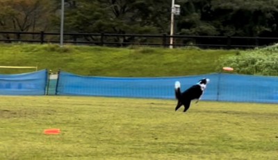 フリスビーを追って走る犬