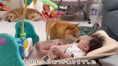 ほのちゃんに顔を近づけるうにちゃん