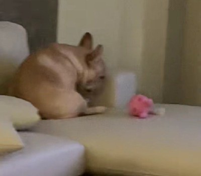 「どうしたんだろう…?」