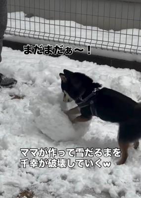 壊れてきた雪だるま