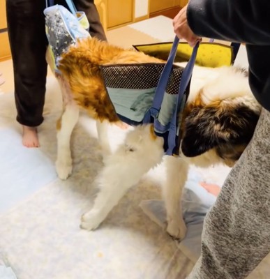 立ち上がるセロくん