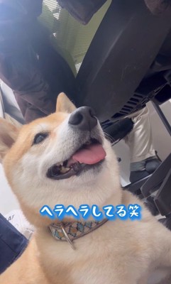 フクちゃんはニコニコ♪