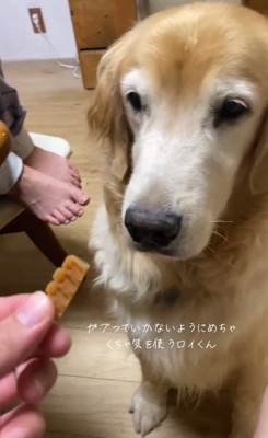 オヤツを見るロイくん