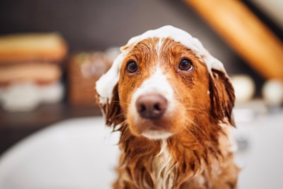 シャンプーしてもらう犬