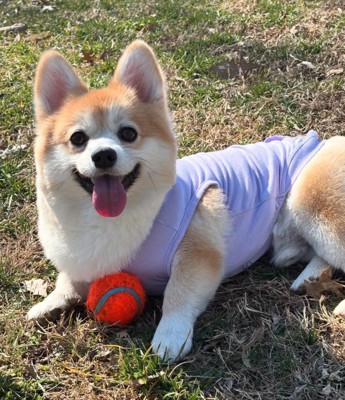 ドッグランで遊ぶ犬