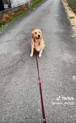 立ち上がるハッピーちゃん