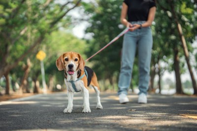 散歩中に見つめてくる犬