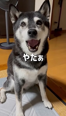 断るこうめちゃん
