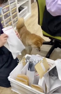 ハクくんにしかできない「業務」がたくさん