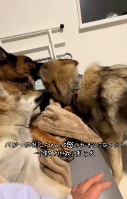 DAZくんをなだめるBENETTAちゃん1