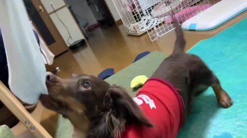 おもちゃを見ている小型犬