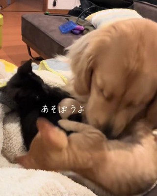 他の子猫がじゃれつくと…