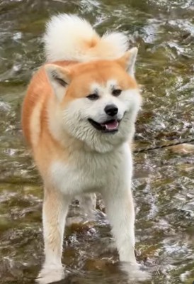 水に足を入れて正面を見ている秋田犬