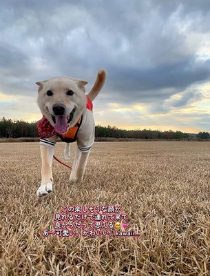 笑顔で走る保護犬