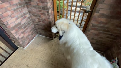 柵の前にいる犬