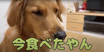 犬の顔のアップ