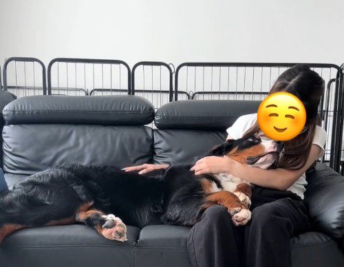 ソファに座っている女性にもたれかかって、女性の顔を見つめる犬