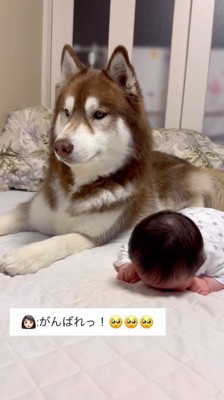 赤ちゃんの隣で伏せをする犬