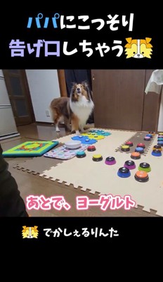 女性を見上げる犬